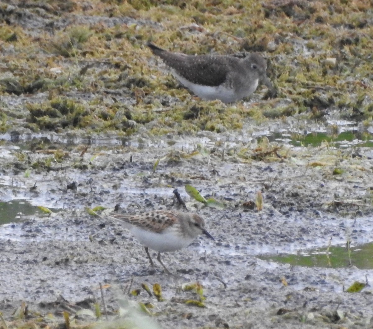 Least Sandpiper - ML642041234