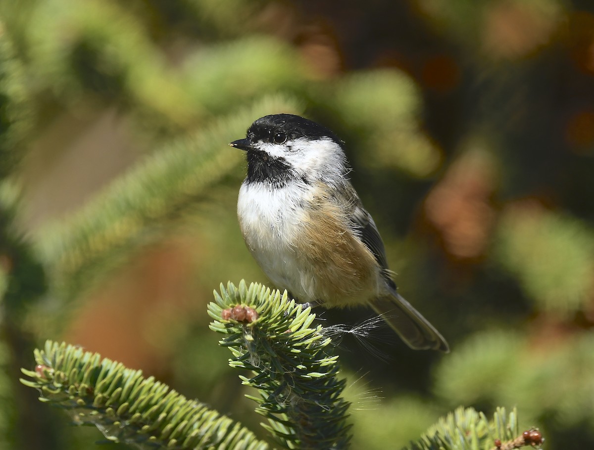 Black-capped Chickadee - ML642041238