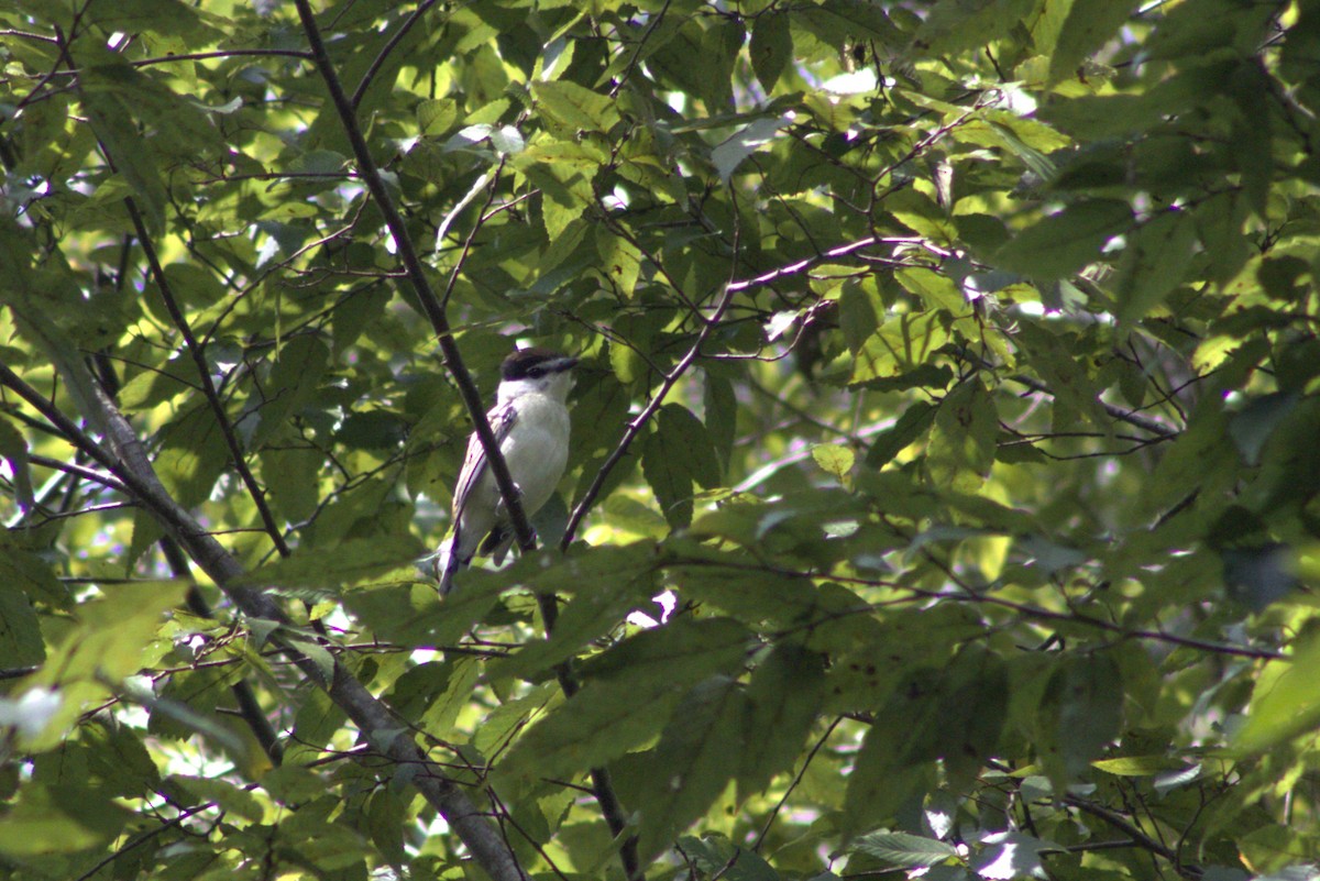 Orta Amerika Bekardı (uropygialis) - ML642041239