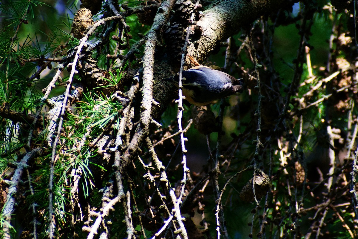 Red-breasted Nuthatch - ML642041241