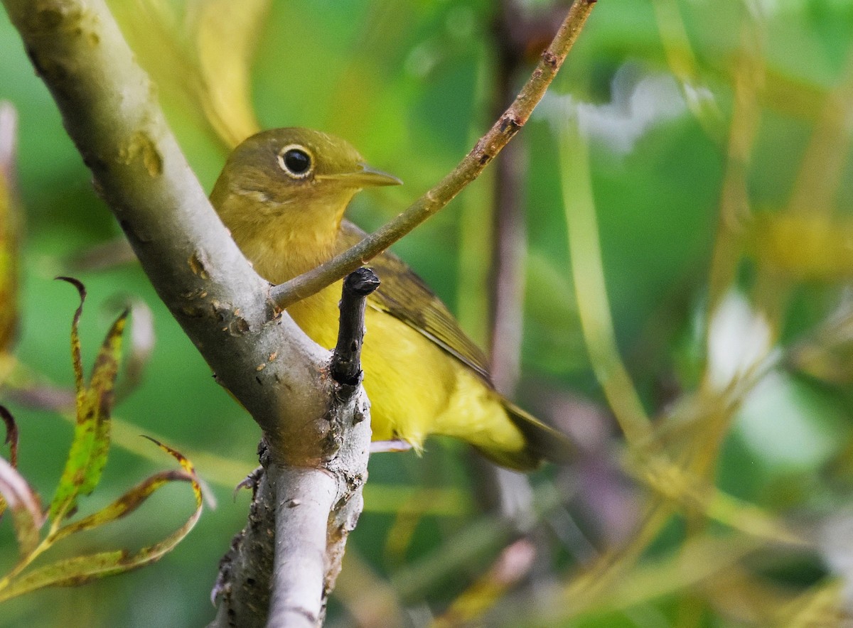 Connecticut Warbler - ML642041243