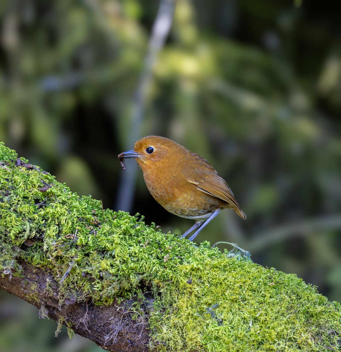 Equatorial Antpitta - ML642041244