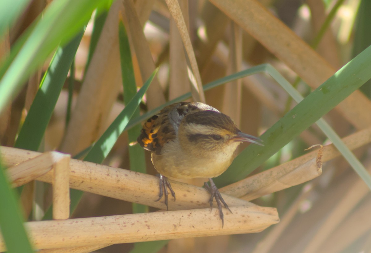 Wren-like Rushbird - ML642041246