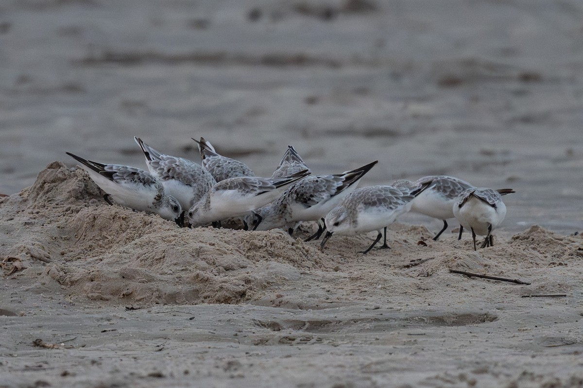 Sanderling - ML642041247