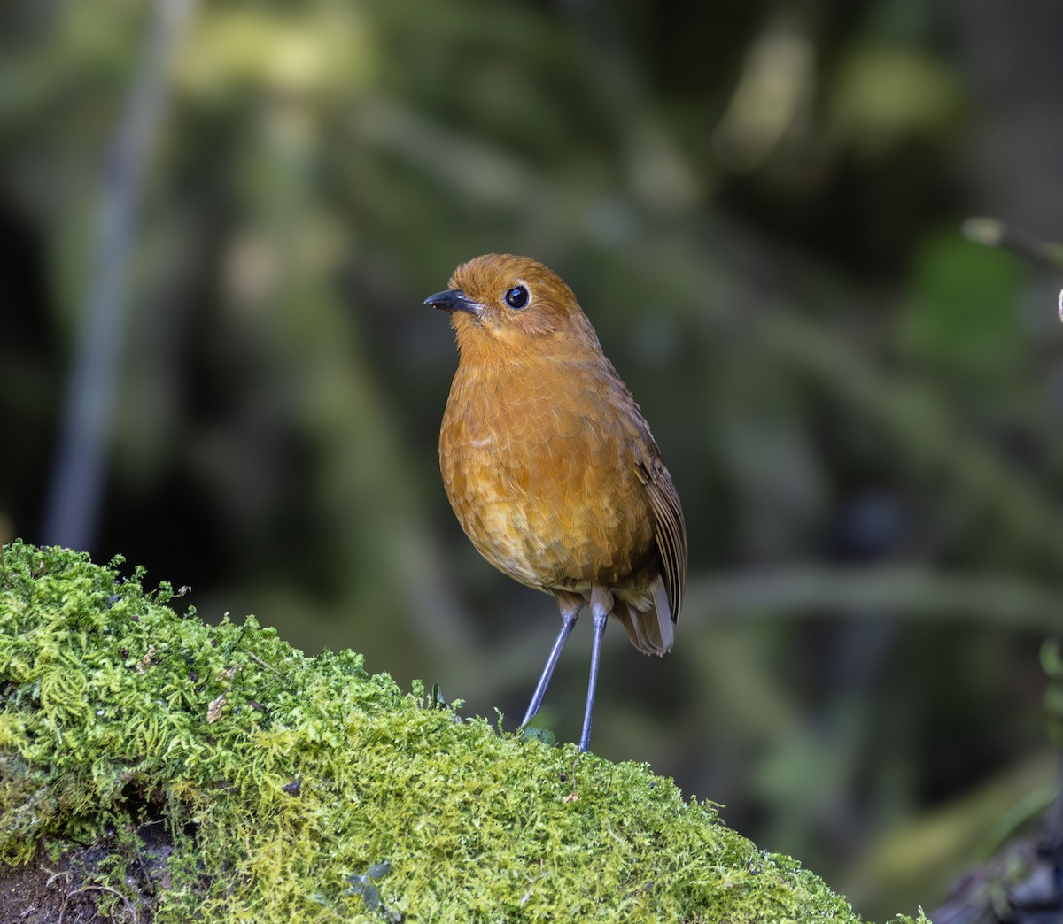 Equatorial Antpitta - ML642041248