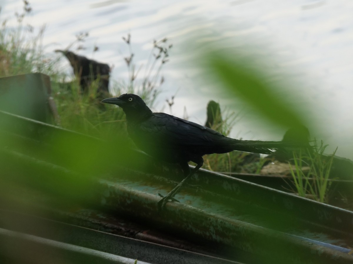 Great-tailed Grackle - ML642041261