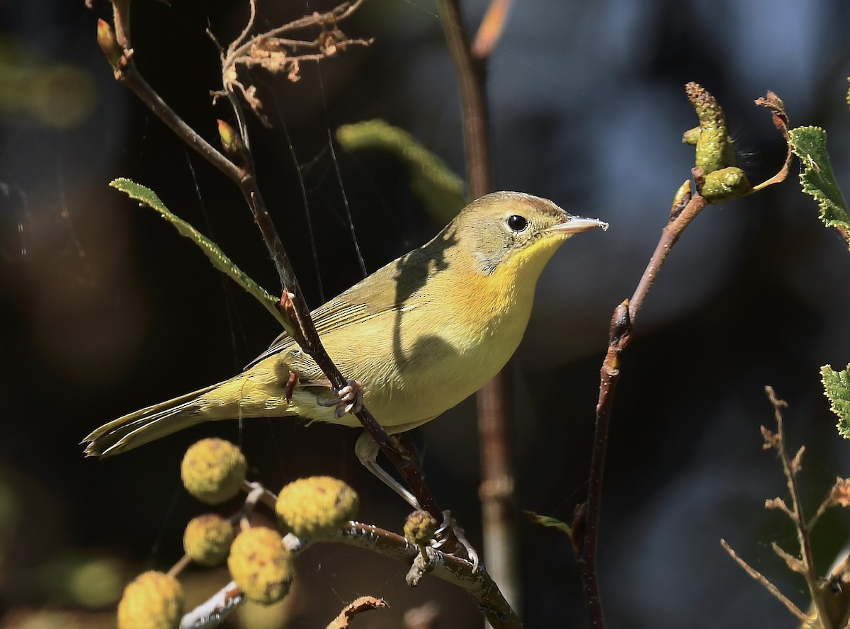 Common Yellowthroat - ML642041263
