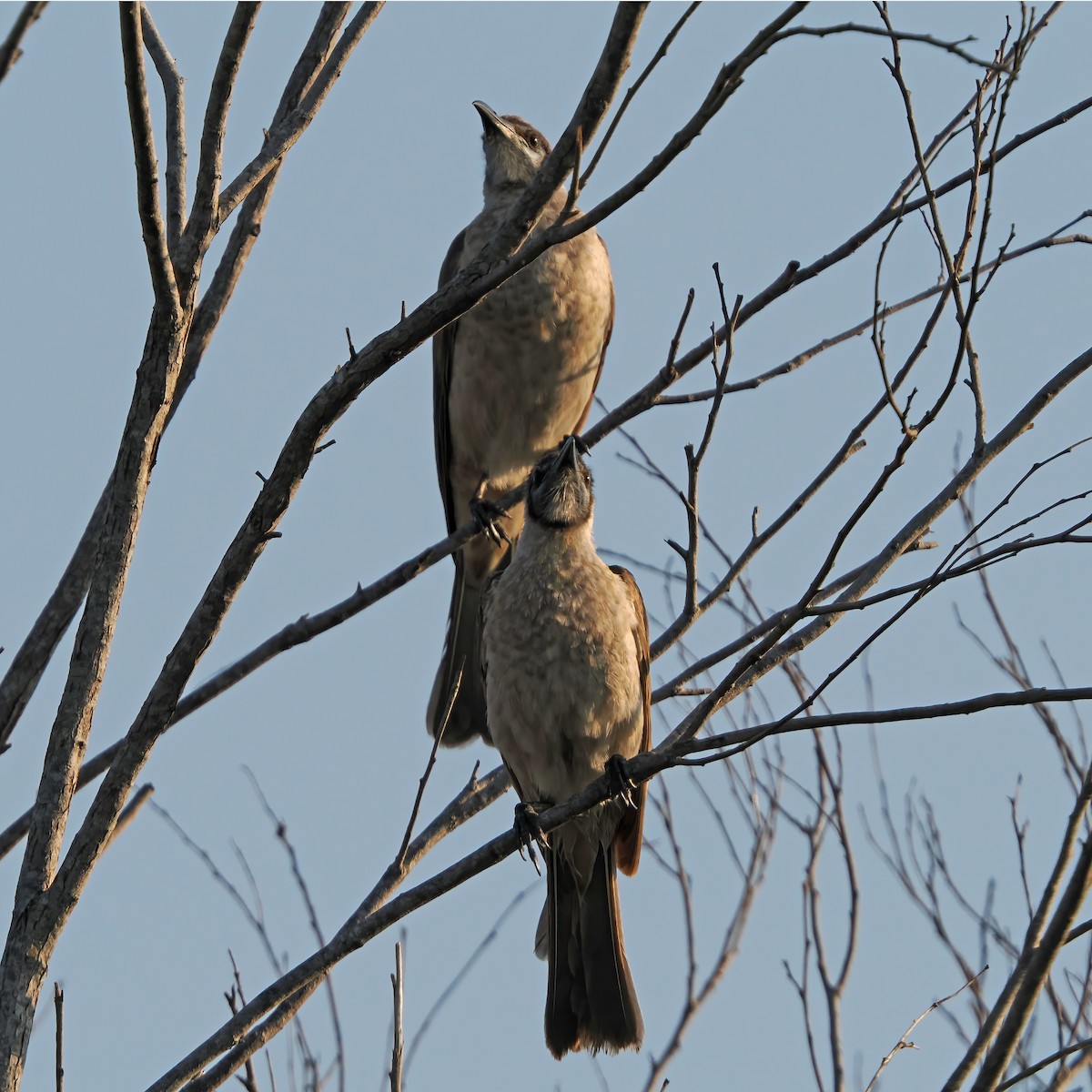 Little Friarbird - ML642041266