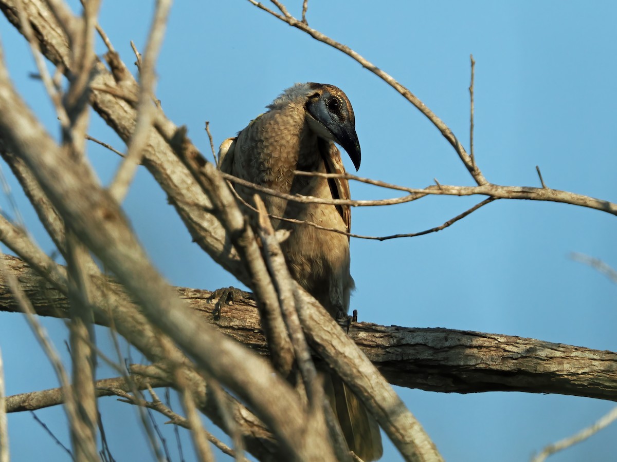 Little Friarbird - ML642041267