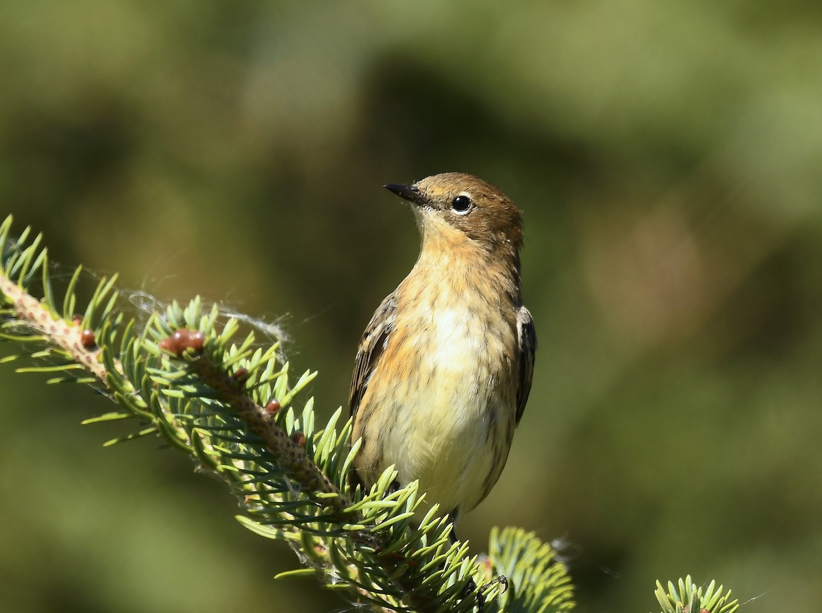 Yellow-rumped Warbler - ML642041268