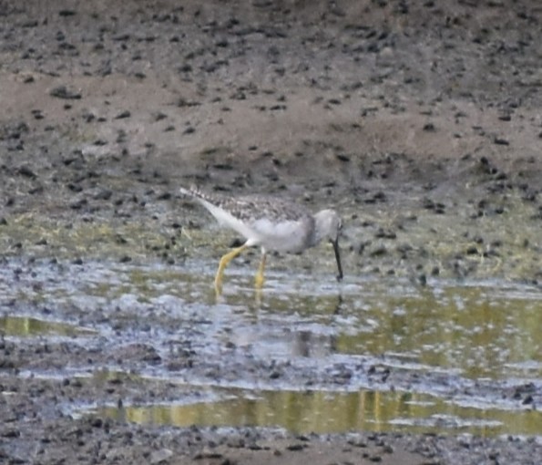 Lesser Yellowlegs - ML642041272