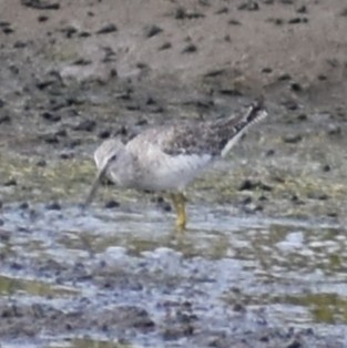 Lesser Yellowlegs - ML642041273