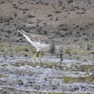 Lesser Yellowlegs - ML642041274