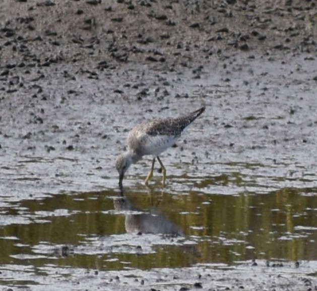Lesser Yellowlegs - ML642041275