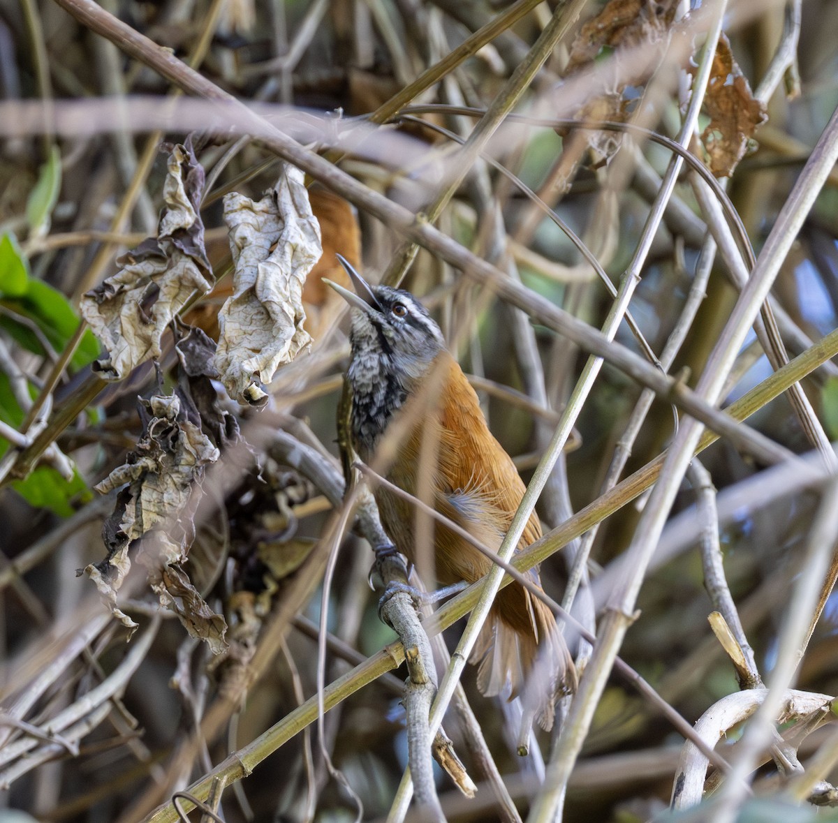 Plain-tailed Wren - ML642041280