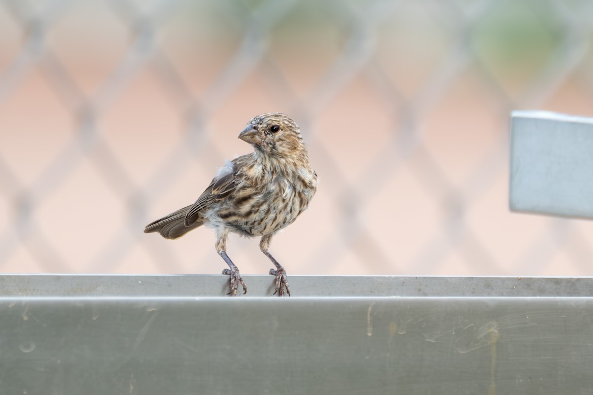 House Finch - ML642041281