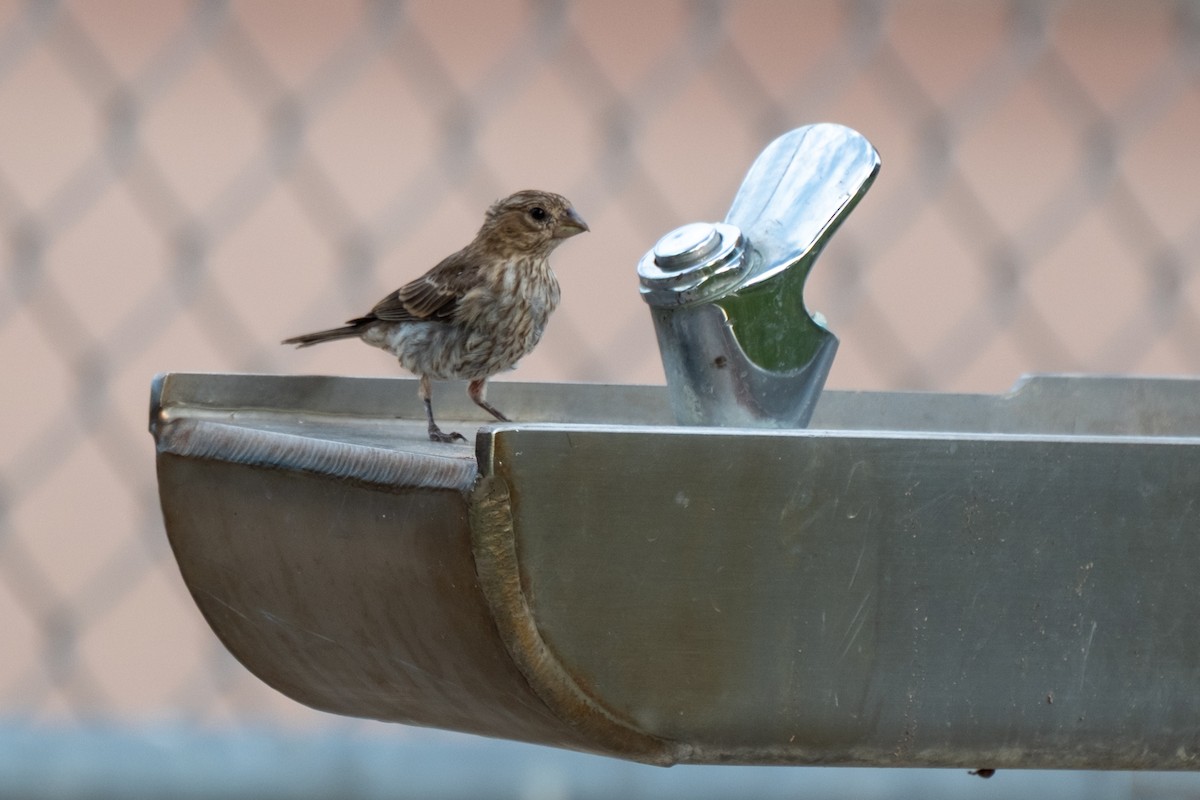 House Finch - ML642041285