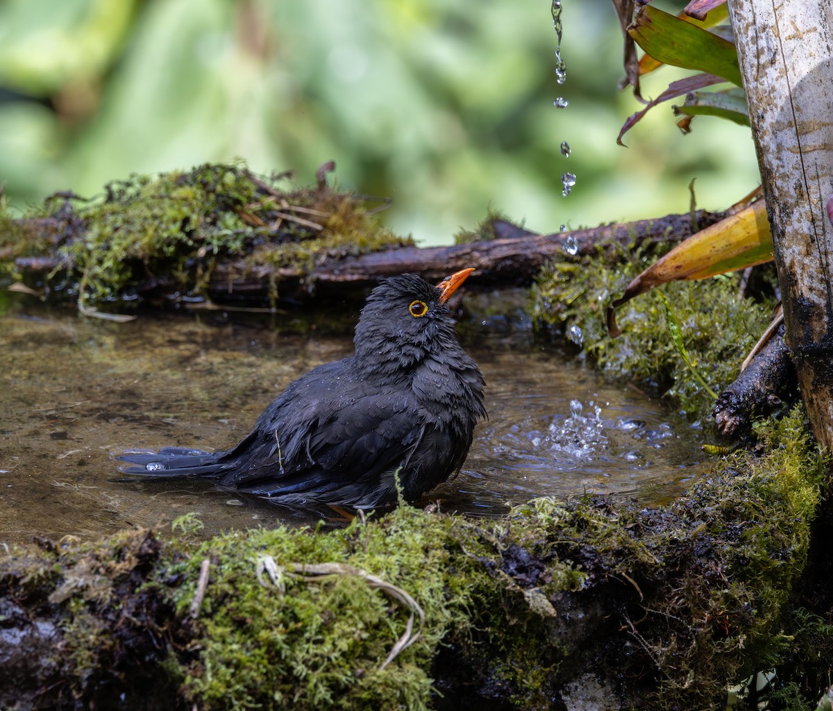 Great Thrush - ML642041286