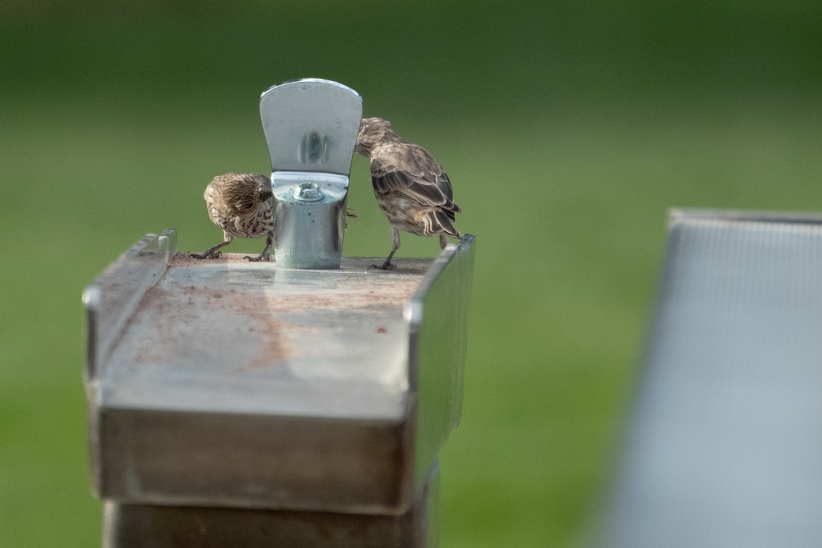 House Finch - ML642041290