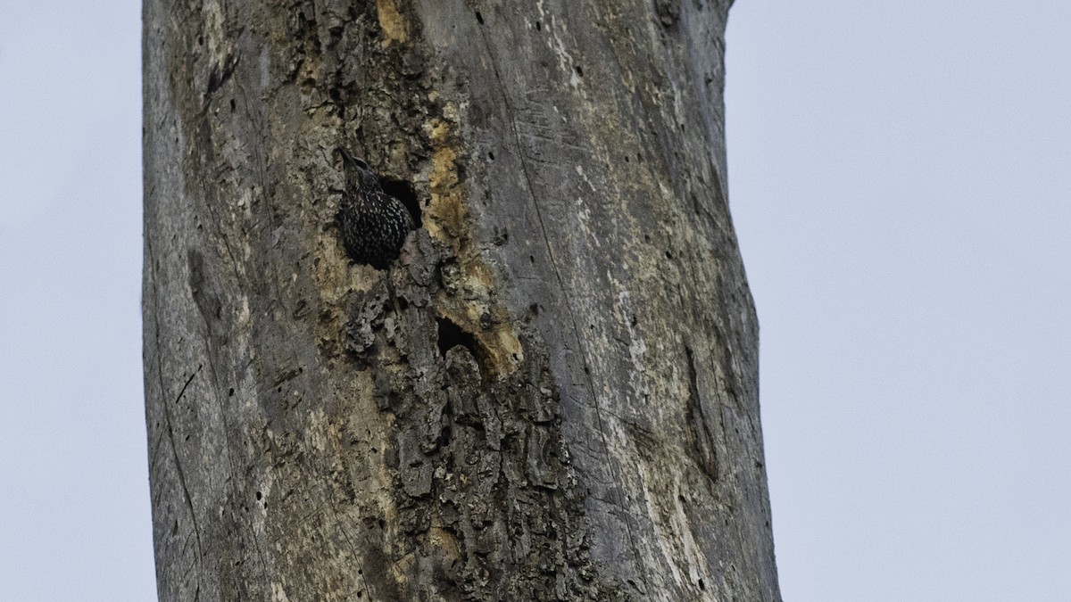 European Starling - ML642041292