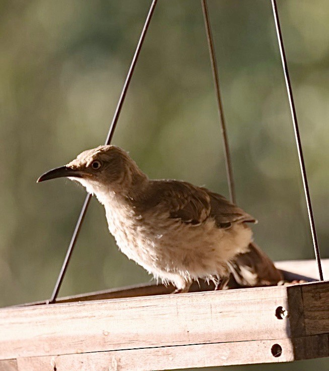 drozdec skvrnitoprsý - ML642041313