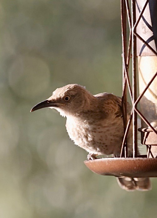 drozdec skvrnitoprsý - ML642041314