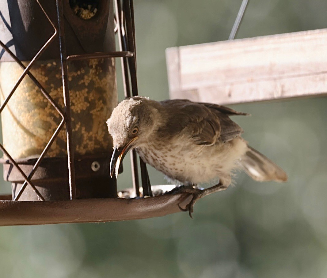 drozdec skvrnitoprsý - ML642041315