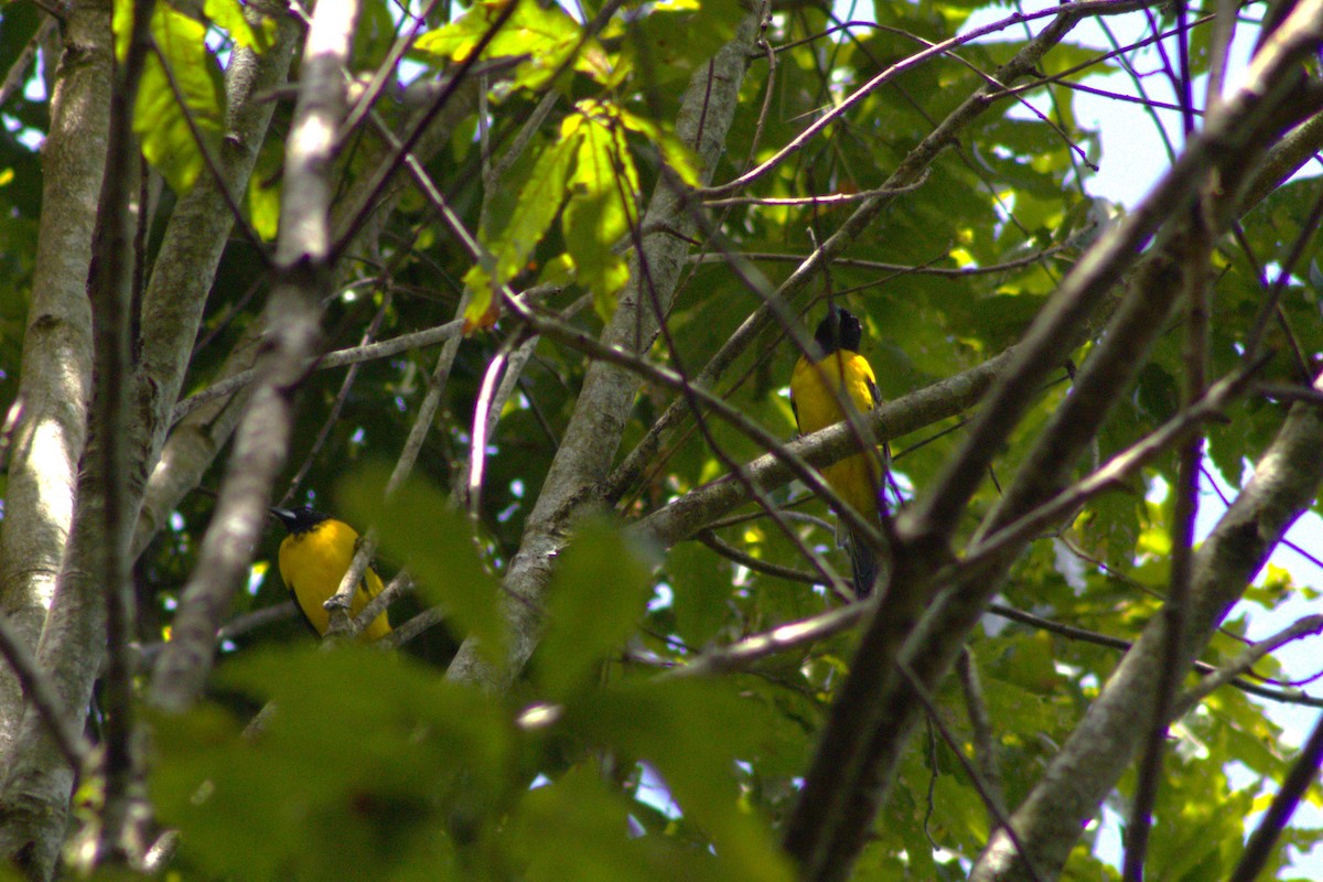 Audubon's Oriole (Dickey's) - ML642041316