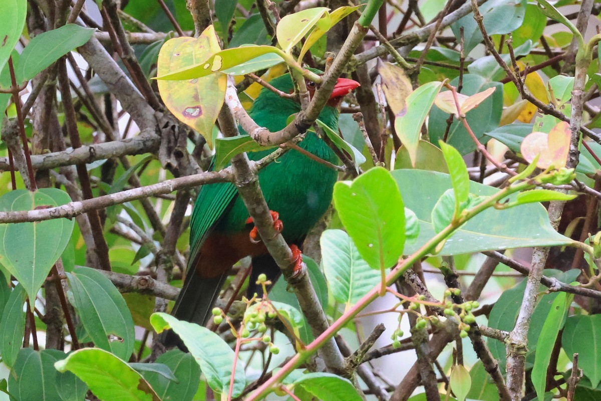 Grass-green Tanager - ML642041340