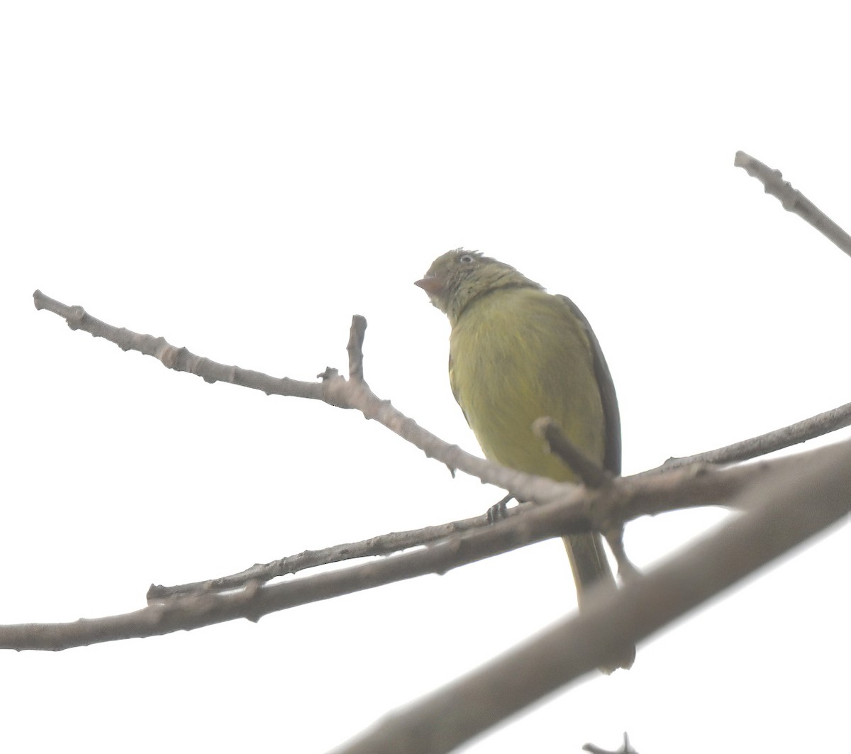 Mishana Tyrannulet - ML642041367