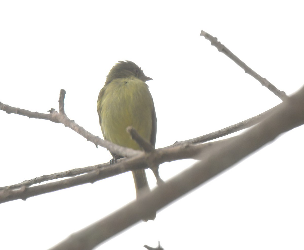 Mishana Tyrannulet - ML642041368