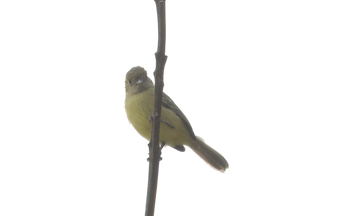Mishana Tyrannulet - ML642041370