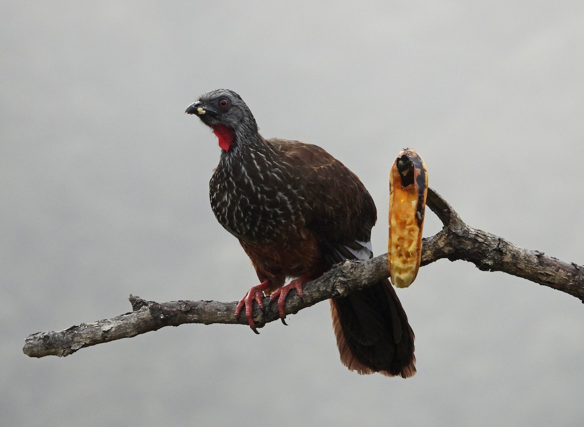 Andean Guan - ML642041371
