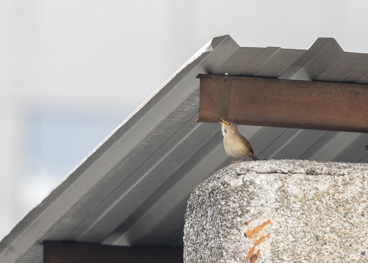 Southern House Wren - ML642041393