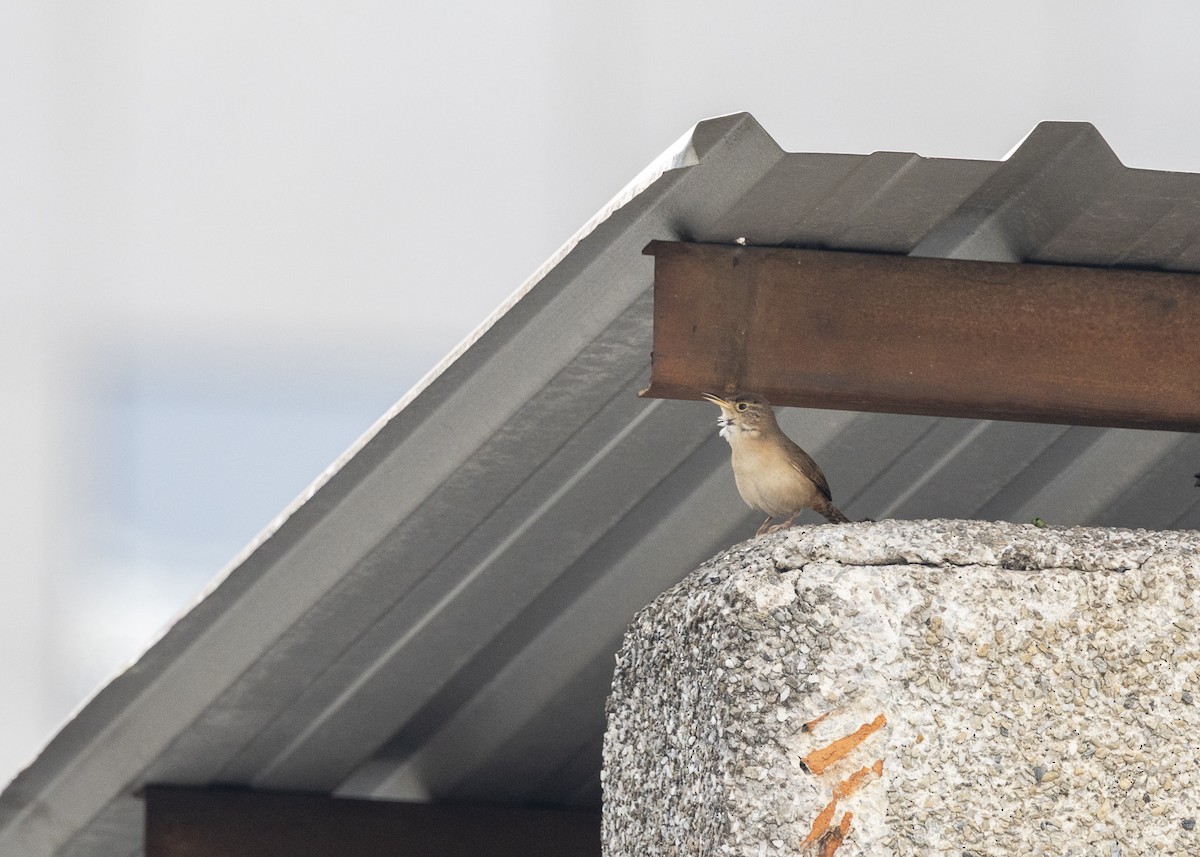Southern House Wren - ML642041394