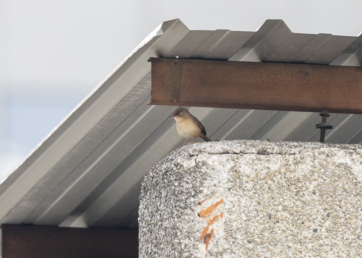 Southern House Wren - ML642041395