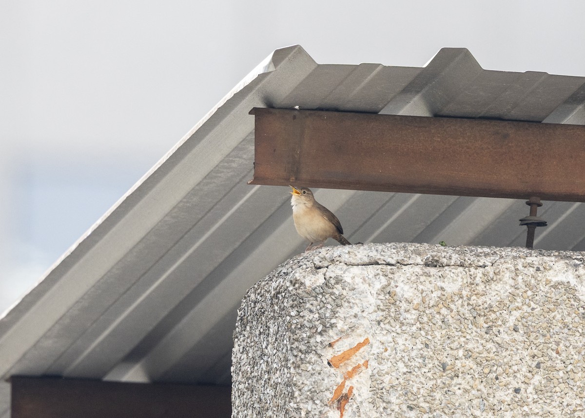 Southern House Wren - ML642041396