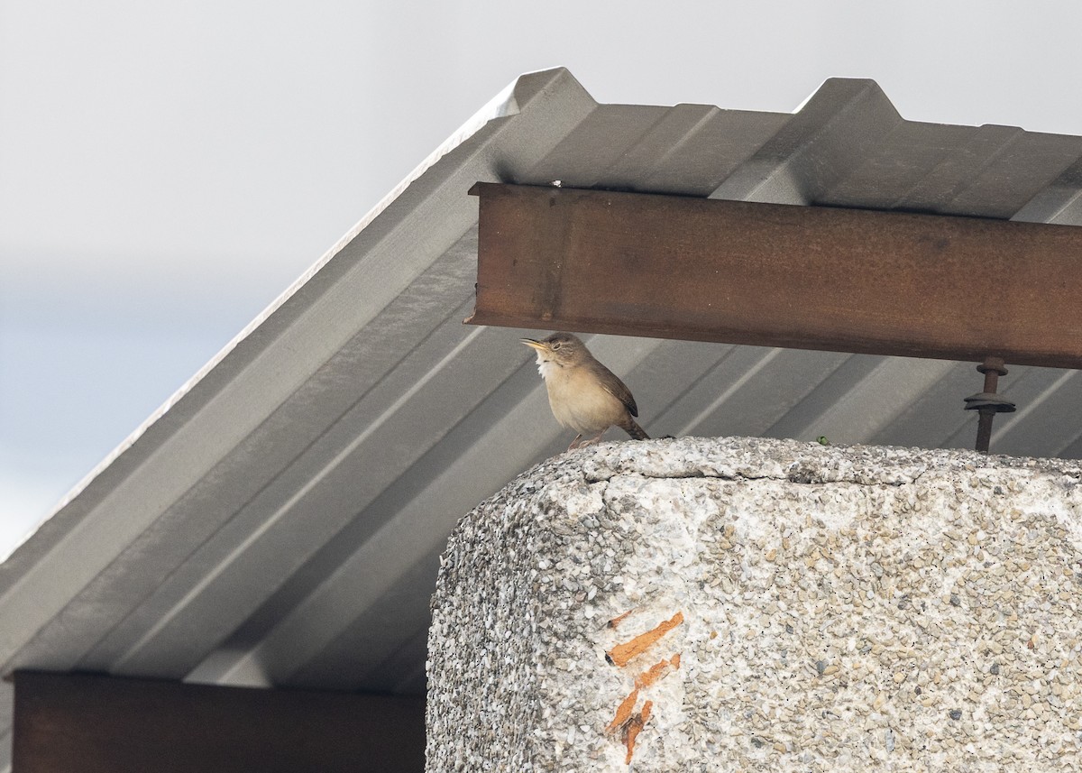Southern House Wren - ML642041397