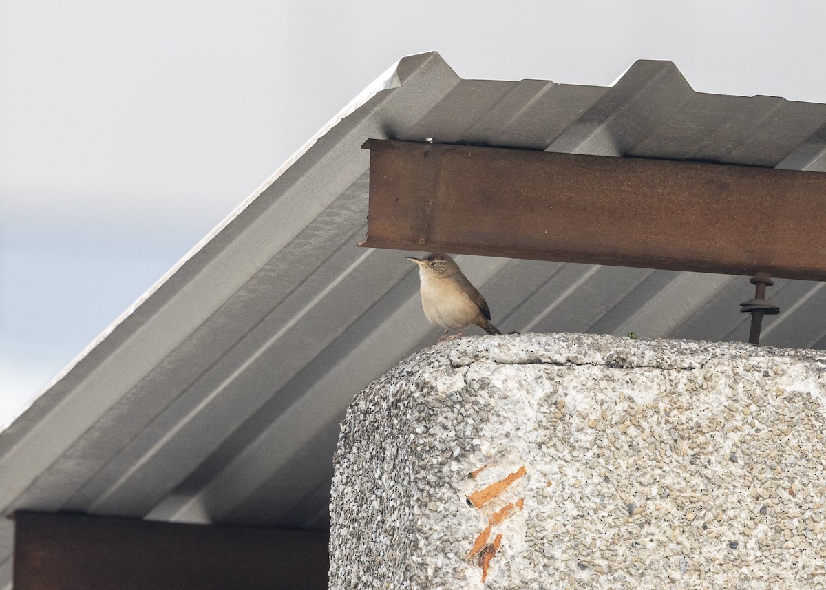 Southern House Wren - ML642041398