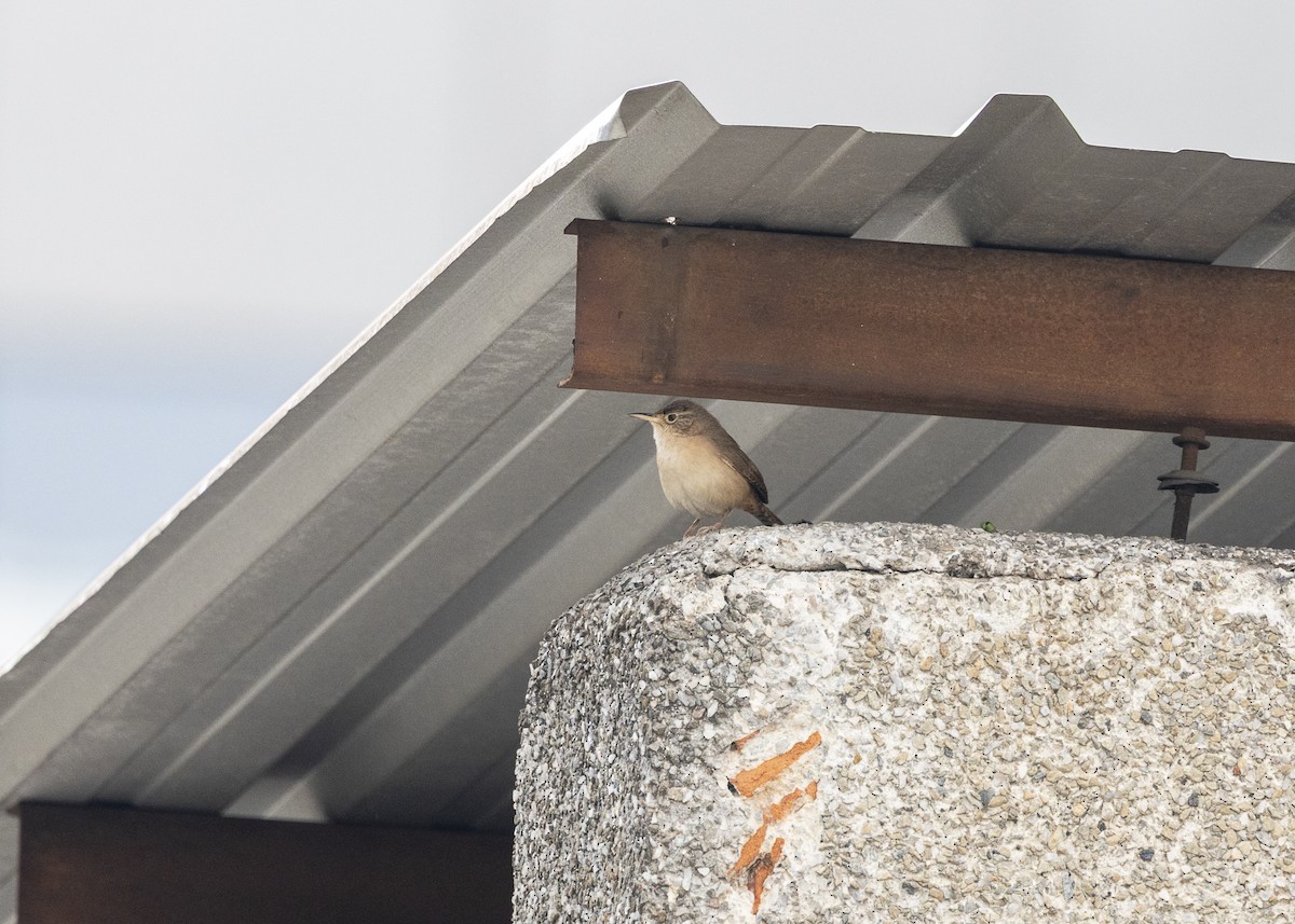 Southern House Wren - ML642041399