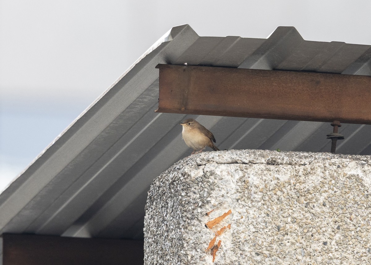 Southern House Wren - ML642041400