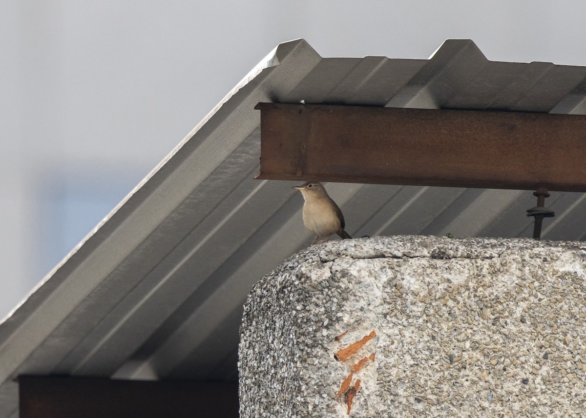 Southern House Wren - ML642041401