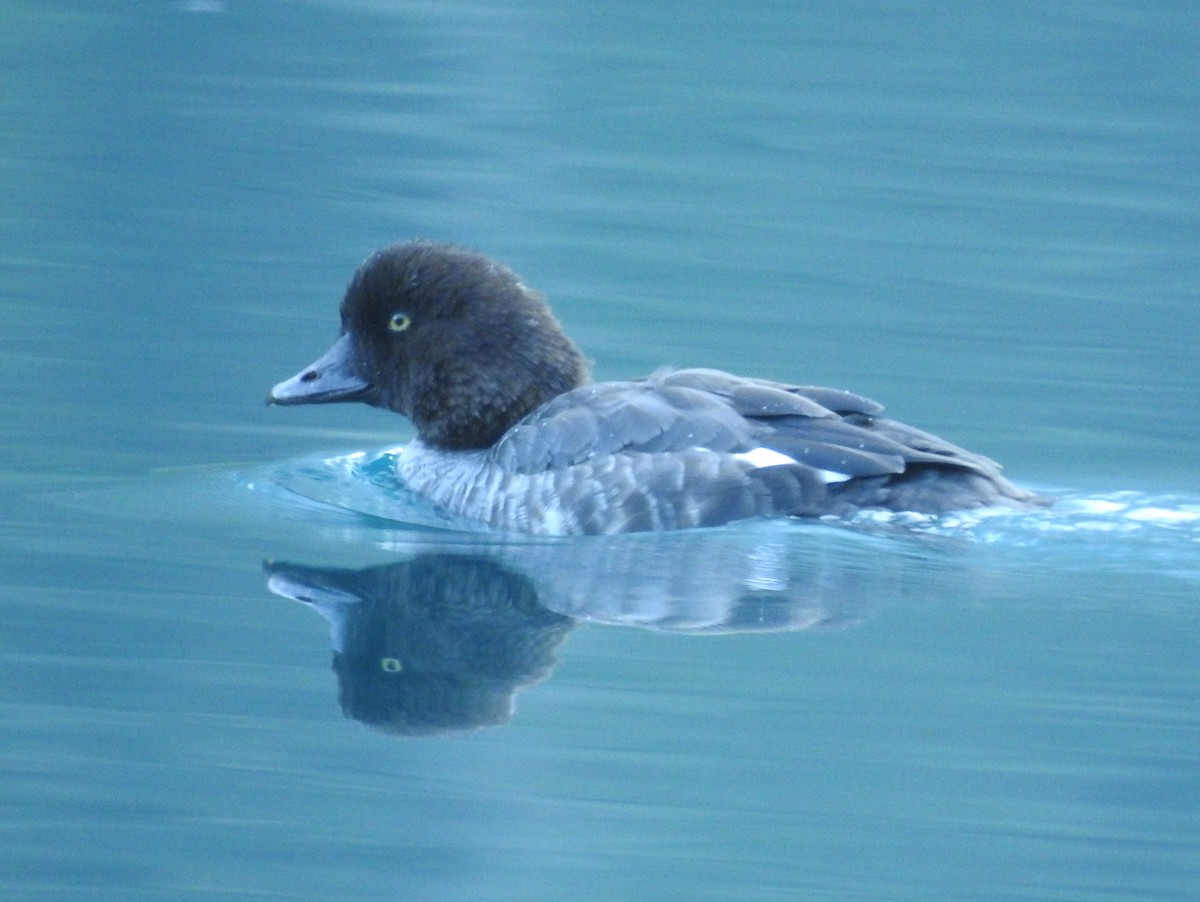 Barrow's Goldeneye - ML642041431