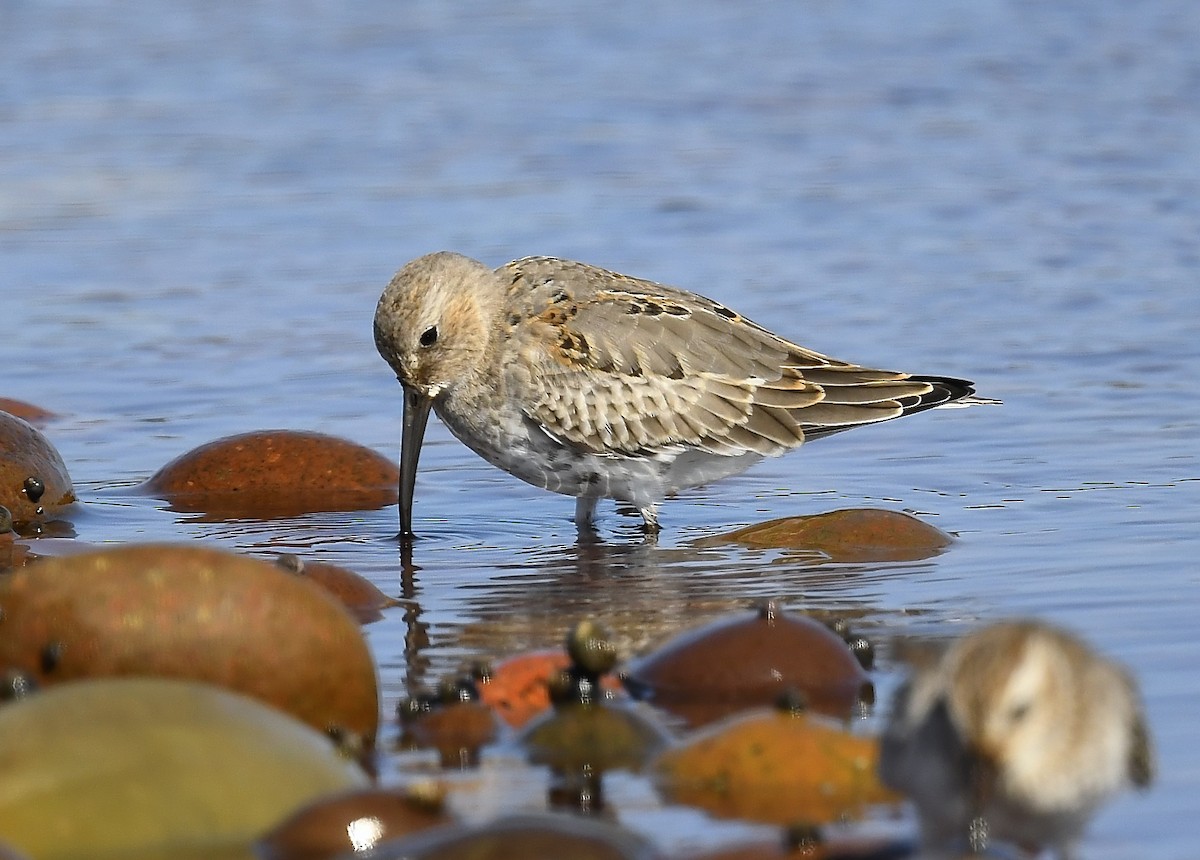 Dunlin - ML642041441