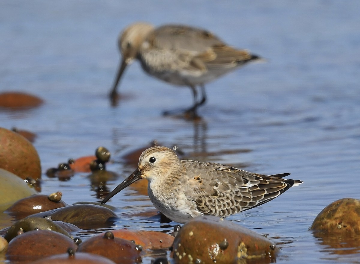 Dunlin - ML642041442