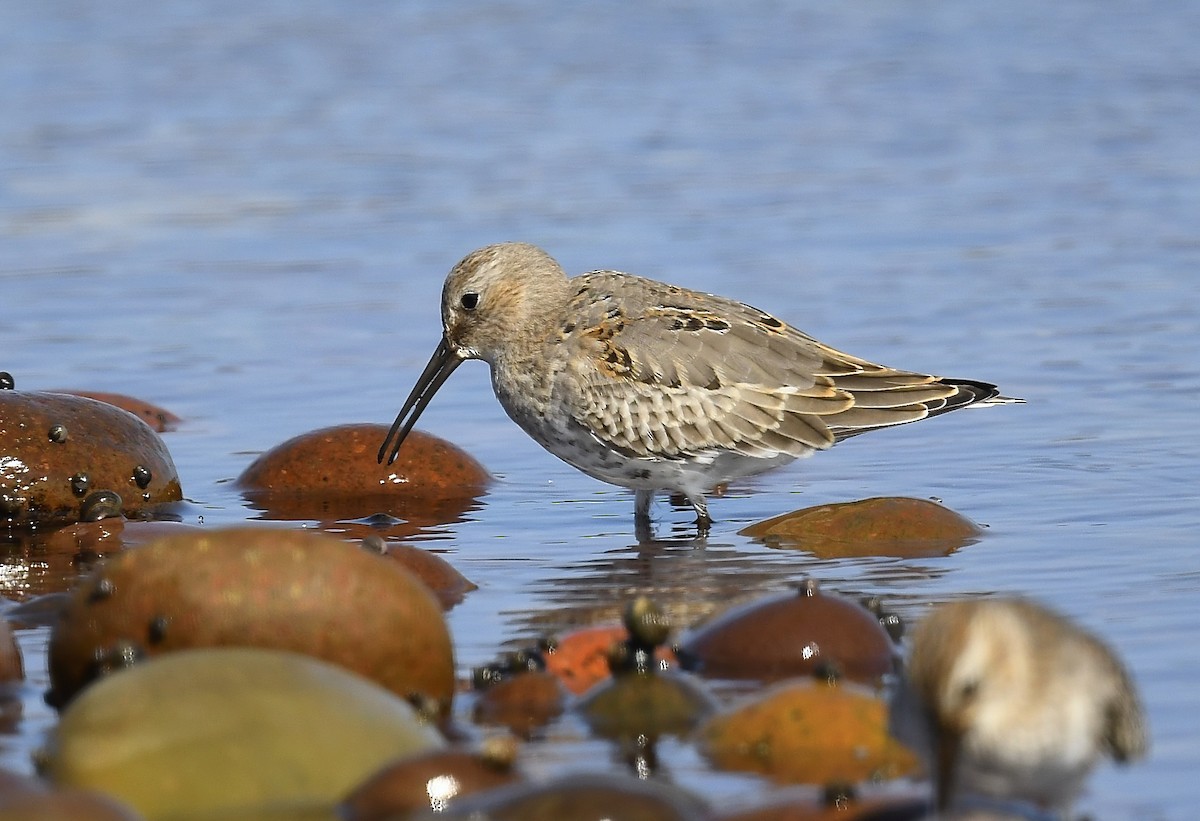Dunlin - ML642041443