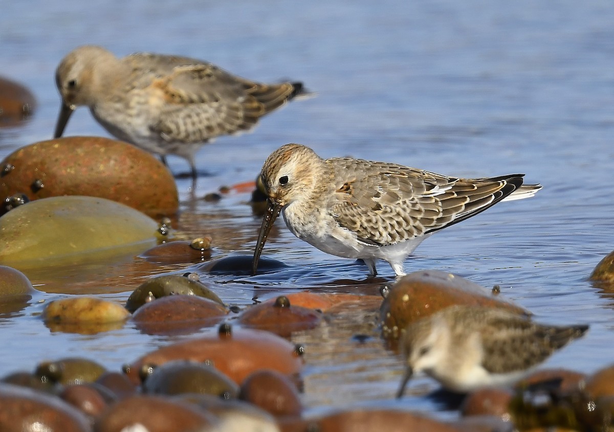 Dunlin - ML642041444