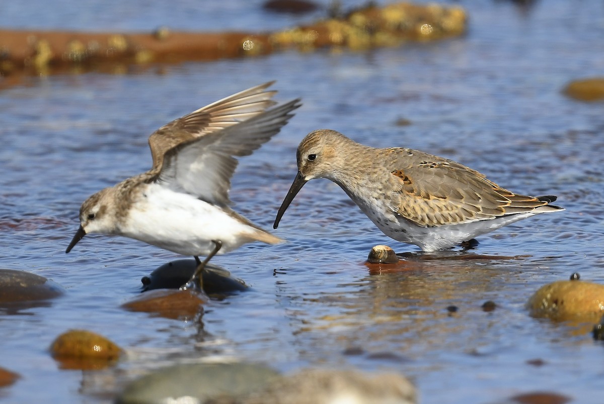 Dunlin - ML642041445