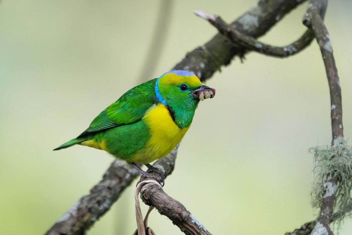 Golden-browed Chlorophonia - ML642041459
