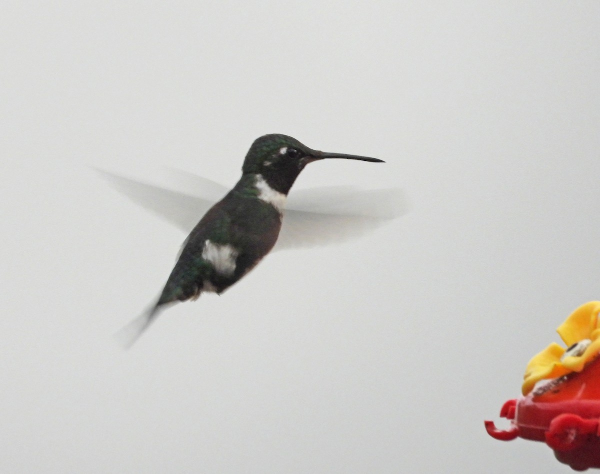 White-bellied Woodstar - ML642041460